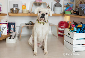 AboOho-Partner der WSW: Hundeshop blancakikka in Wuppertal AboOho! ist das Vorteilsprogramm der WSW – genießen Sie 10% Rabatt 10% auf die im Laden angebotenen Hundekissen, Hundesofas und Hundekörbe
