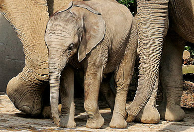 AboOho! ist das Vorteilsprogramm der WSW – genießen Sie unter anderem 2 Euro Rabatt auf die Tageskarte im Wuppertaler Zoo