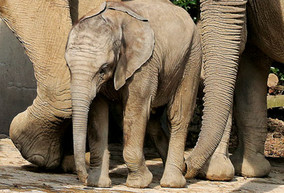 AboOho Partner der WSW: der Grüne Zoo Wuppertal AboOho! ist das Vorteilsprogramm der WSW – genießen Sie unter anderem 2 Euro Rabatt auf die Tageskarte im Wuppertaler Zoo